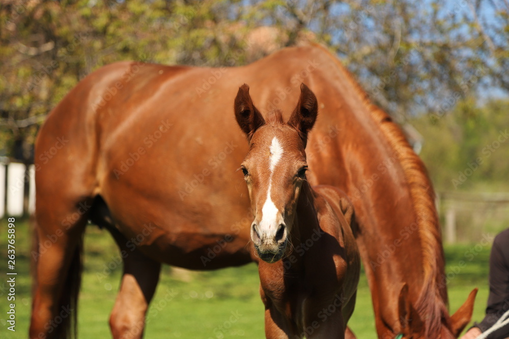 One day old purebred chestnut foal playing first time with her mother in the green One day old purebred chestnut foal playing first time with her mother in the green
