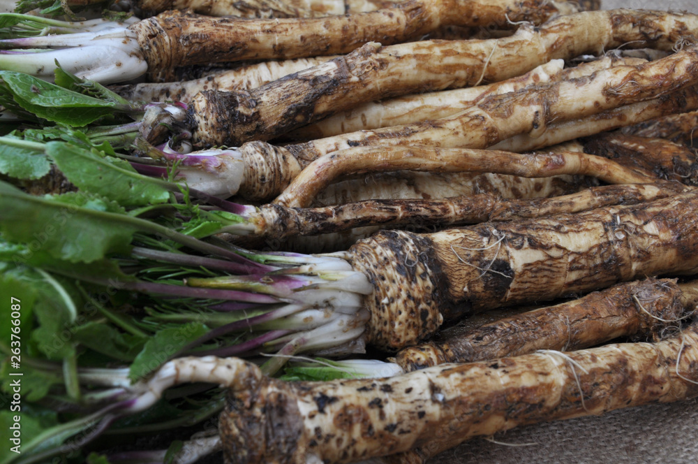 Fresh, dug-out horseradish