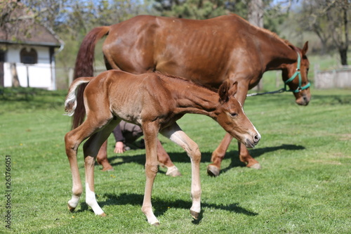 One day old purebred chestnut foal playing first time with her mother in the green
