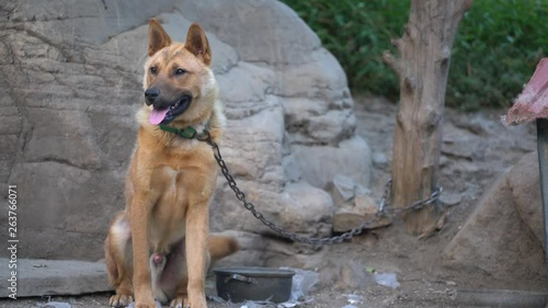 A dog is tethered to a tree at the side of his house in Chungcheongbuk-do Province, Korea. Although he wants to be free too, unfortunately most of livestocks are tied or restricted by owner.