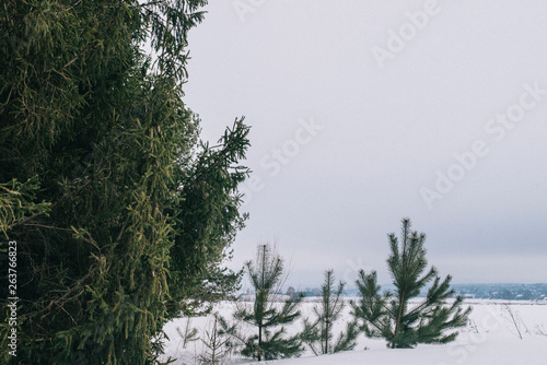 Winter landscape. Large glade covered with snow in coniferous forest  sunny day. Fir tree on foreground.