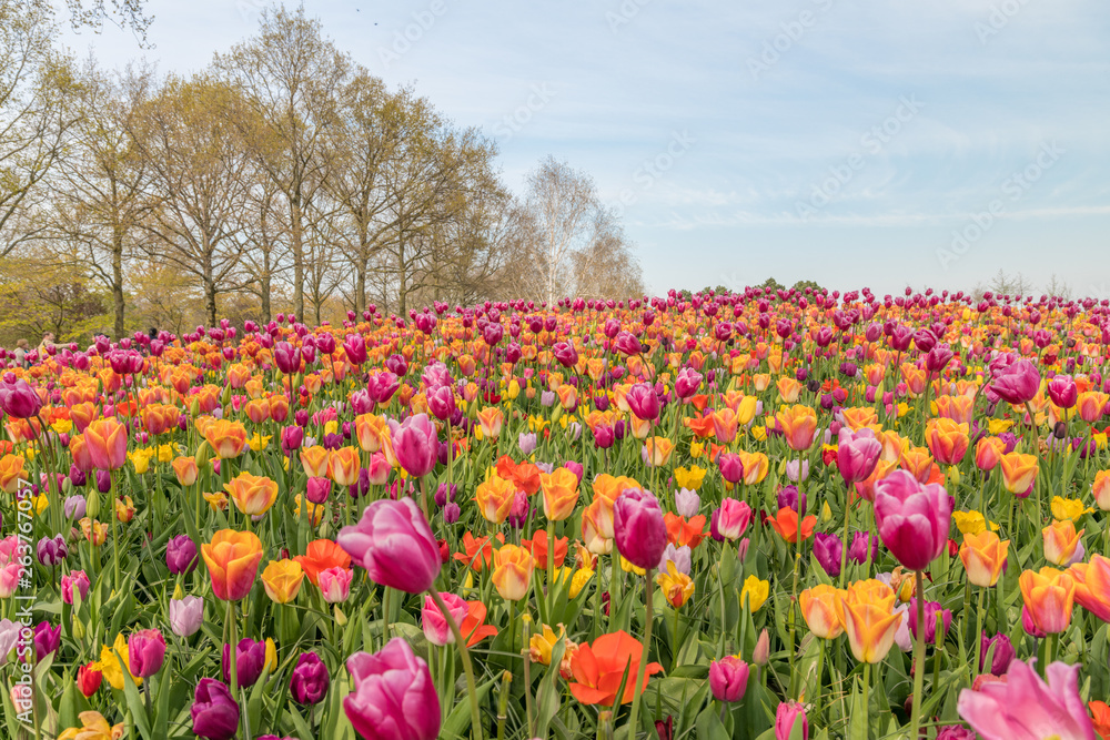 Tulipes Keukenhof