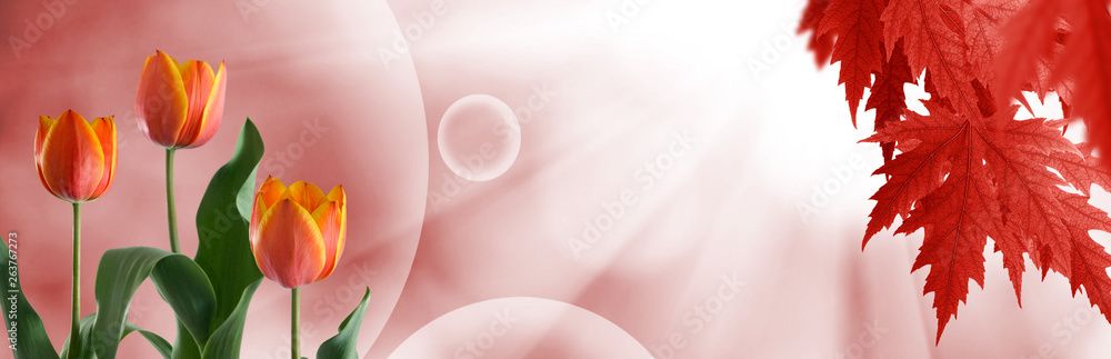 Fototapeta premium image of tulips closeup