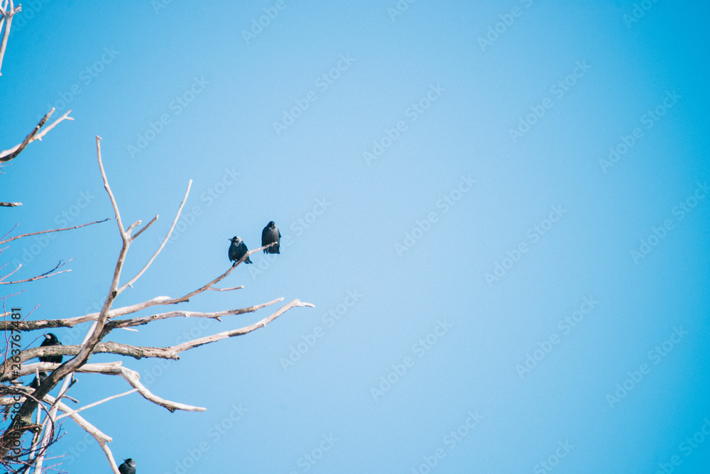 ravens on the branches of dry wood. Blue sky on background ravens on the branches of dry wood. Blue sky on background
