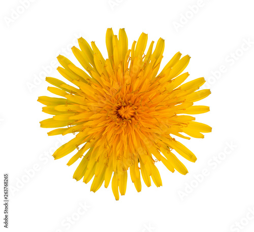 Blooming yellow dandelion on a white background. Isolated picture.