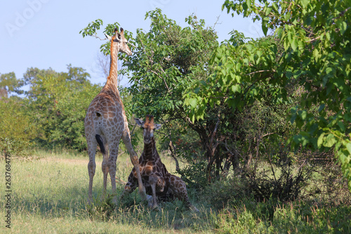 Photography Giraffe / Giraffe / Giraffa Camelopardalis