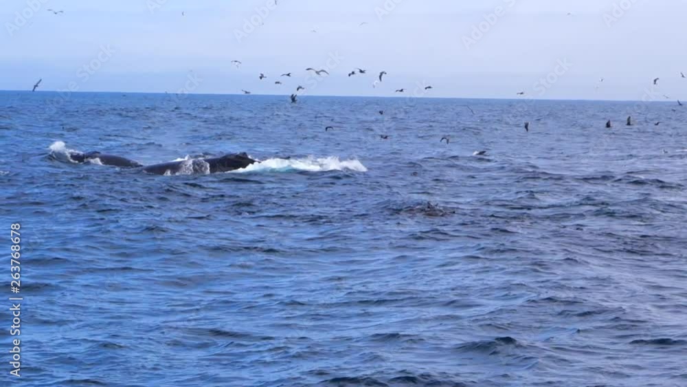 Whales Swim Along Surface of Ocean in Monterey, CA Whales Swim Along Surface of Ocean in Monterey, CA