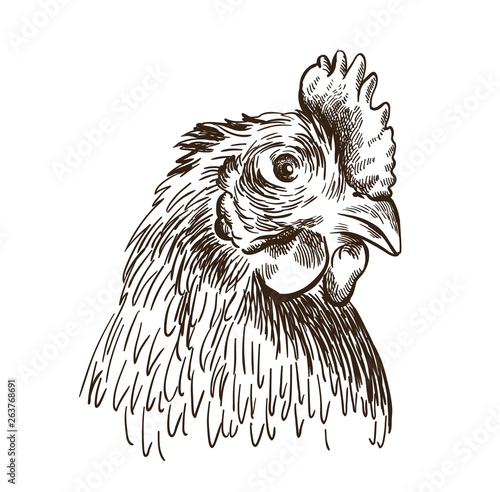 the head of a chicken. vector sketch on white