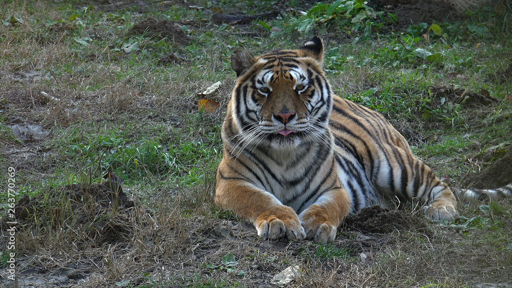 Obraz premium Tiger in the forest