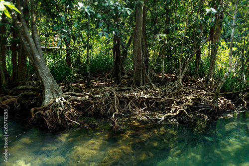 A charming transparent river in the mangrove forest.