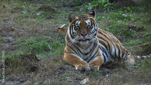 Tiger in the forest