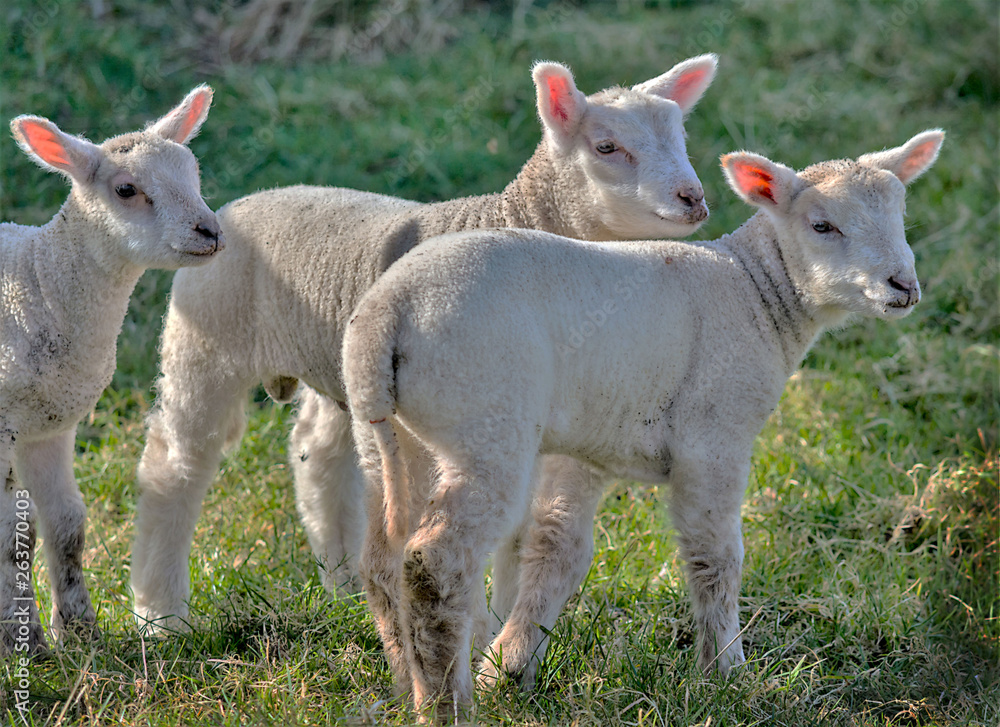 Three lambs in field Three lambs in field