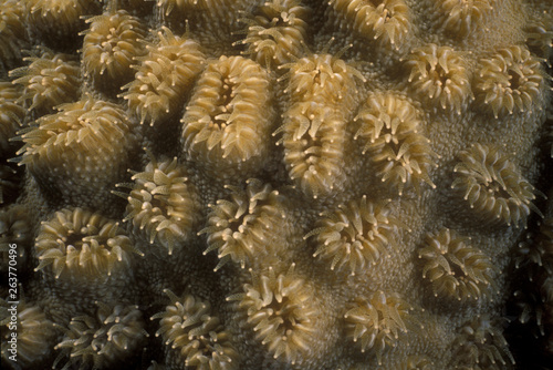 Small starlet coral