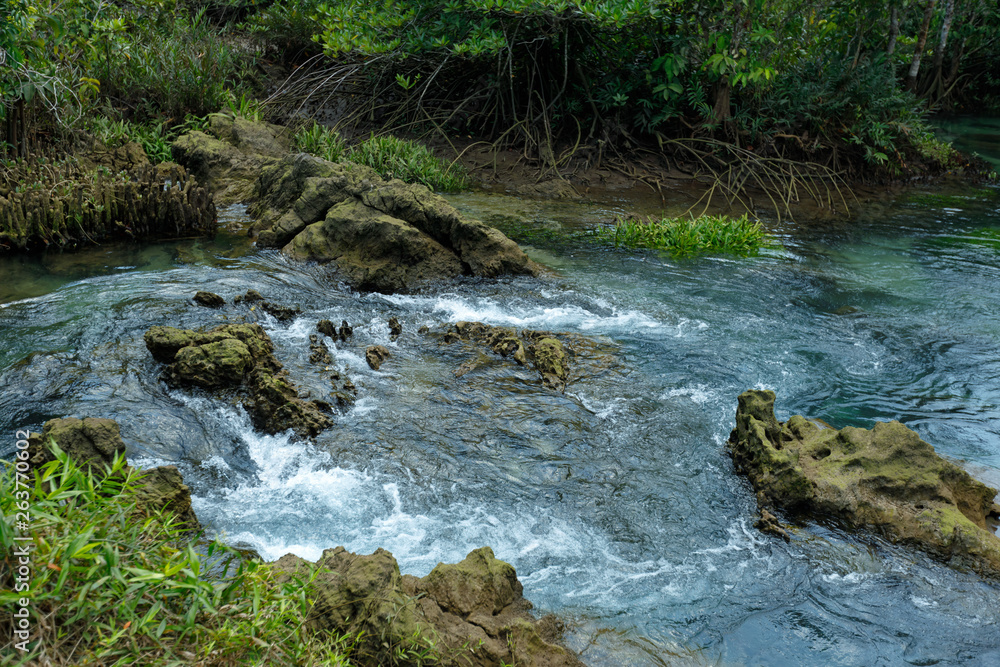 Fototapeta premium A charming transparent river in the mangrove forest.
