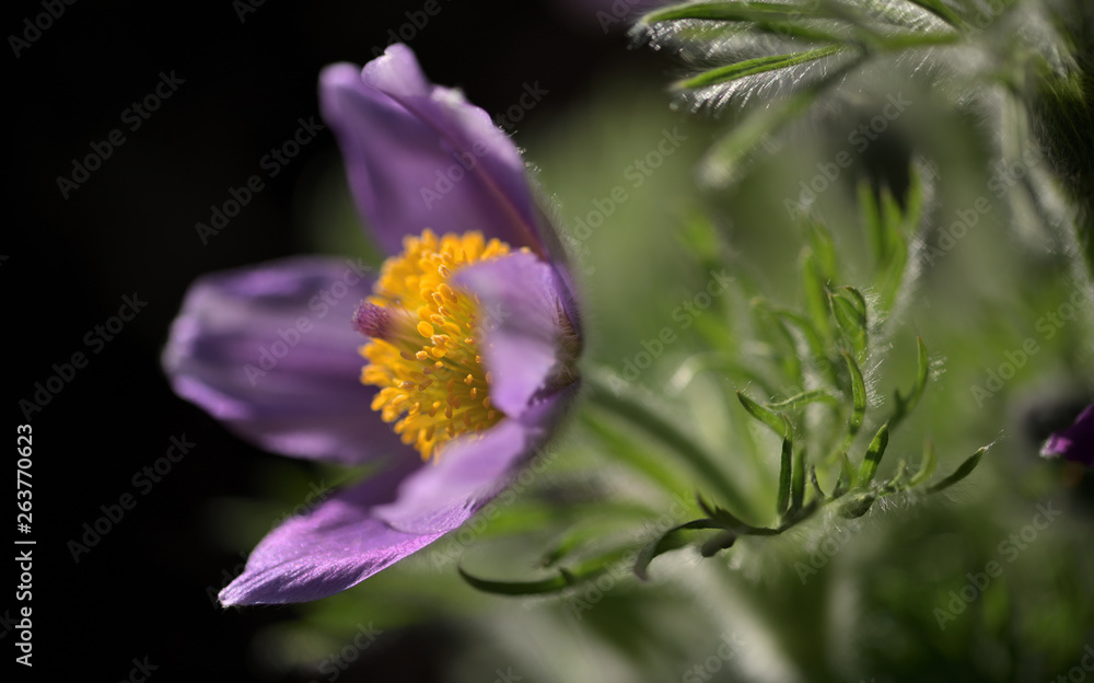 Blüte einer Kuhschelle Blüte einer Kuhschelle
