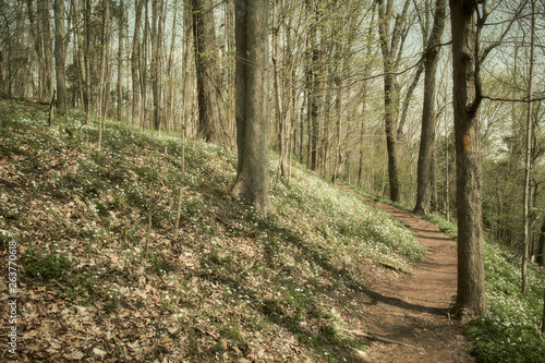 A forest trail near Collegeville, Pennsylvania, USA photo