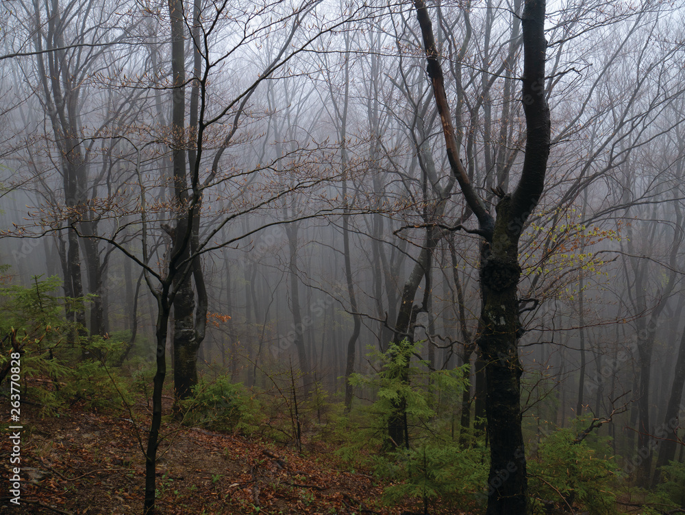 wilderness landscape forest with trees and moss on rocks wilderness landscape forest with trees and moss on rocks
