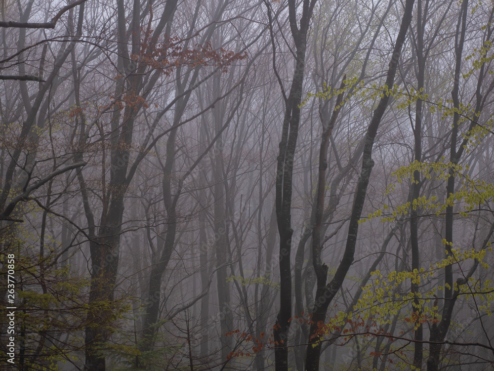 wilderness landscape forest with trees and moss on rocks
