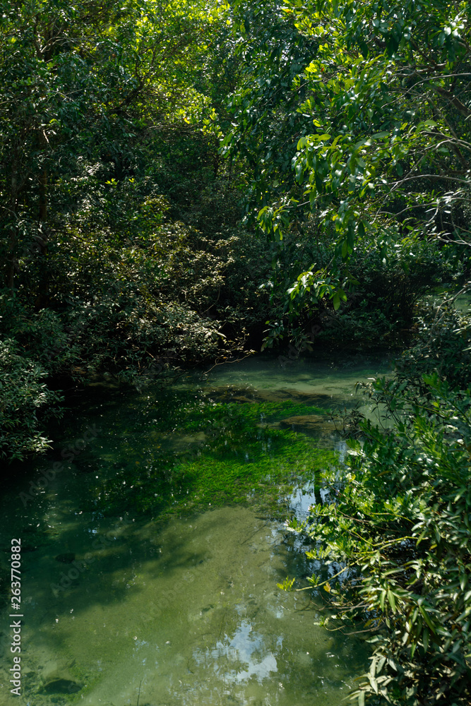 A charming transparent river in the mangrove forest. A charming transparent river in the mangrove forest.