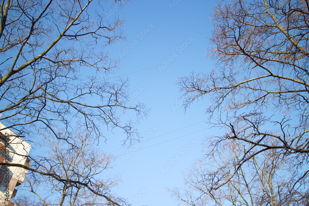 blue sky through tree branches blue sky through tree branches