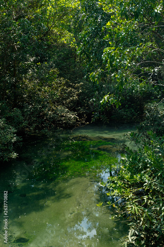 A charming transparent river in the mangrove forest.