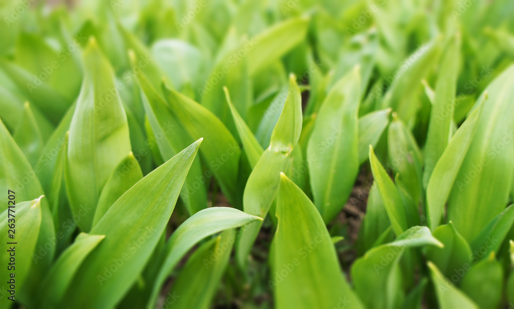 Spring green leaves of a plant for background graphic design. Spring green leaves of a plant for background graphic design.
