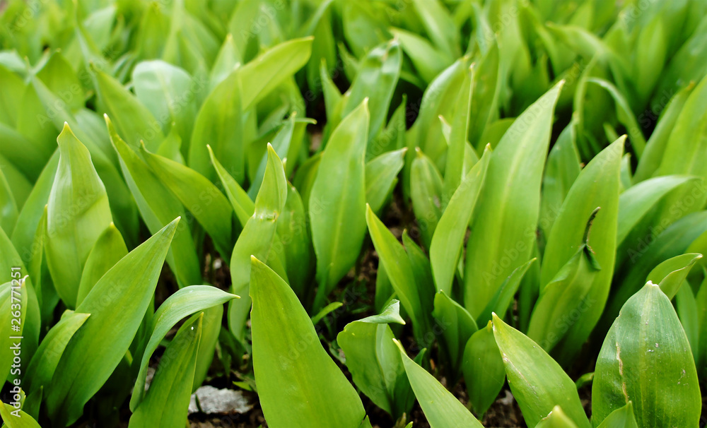 Spring green leaves of a plant for background graphic design. Spring green leaves of a plant for background graphic design.