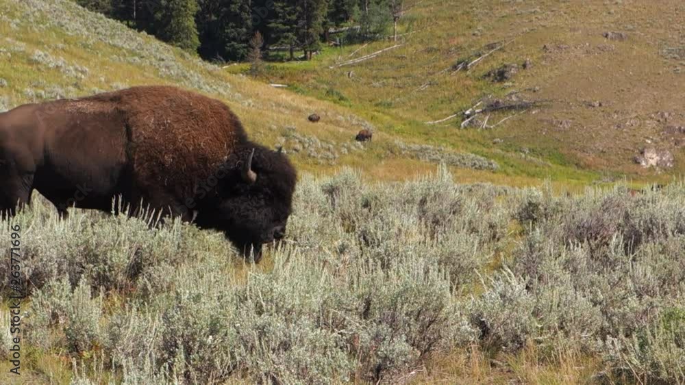 A Buffalo Walks Serenely Across Shot in Yellowstone National Park, WY A Buffalo Walks Serenely Across Shot in Yellowstone National Park, WY
