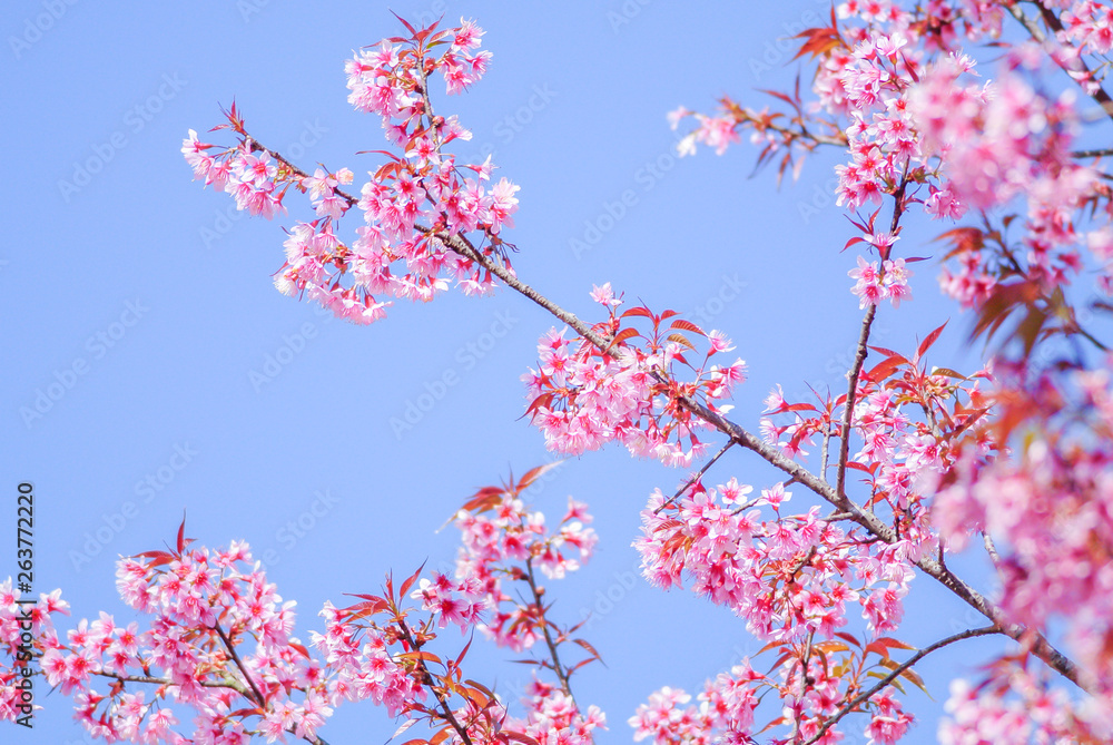 Pink Cherry Blossom