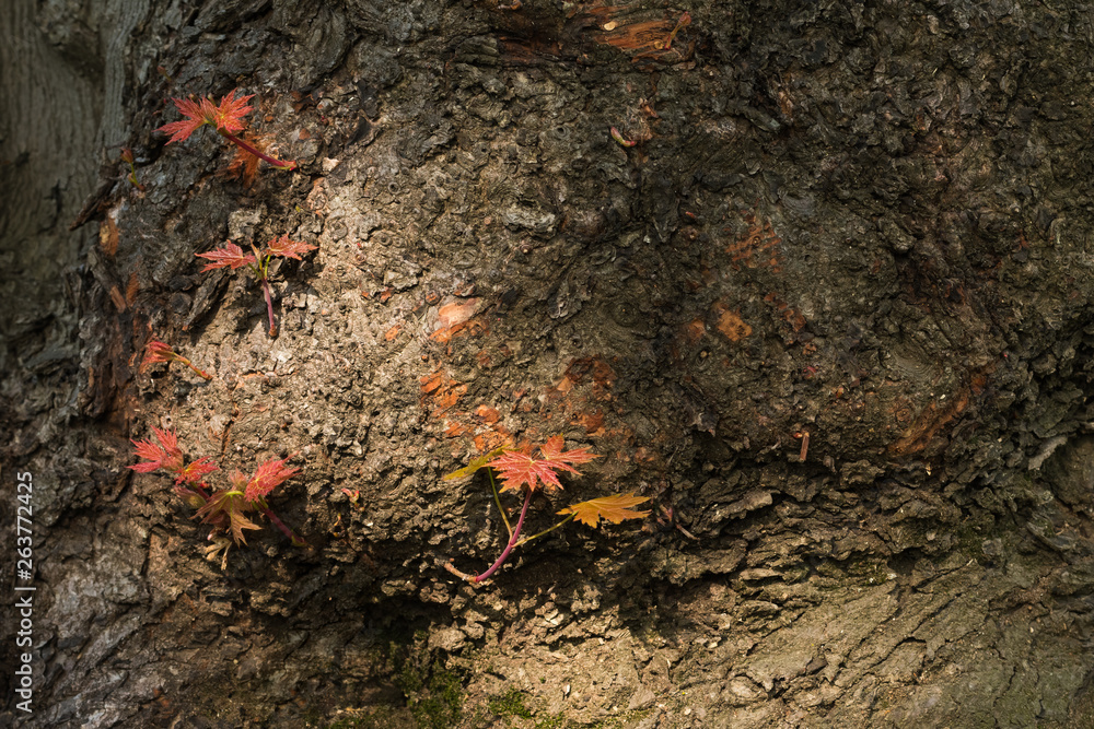 Red Maple Tree Leaves Beautifully Lit by the Morning Sun Red Maple Tree Leaves Beautifully Lit by the Morning Sun
