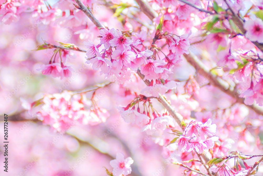 Pink Cherry Blossom