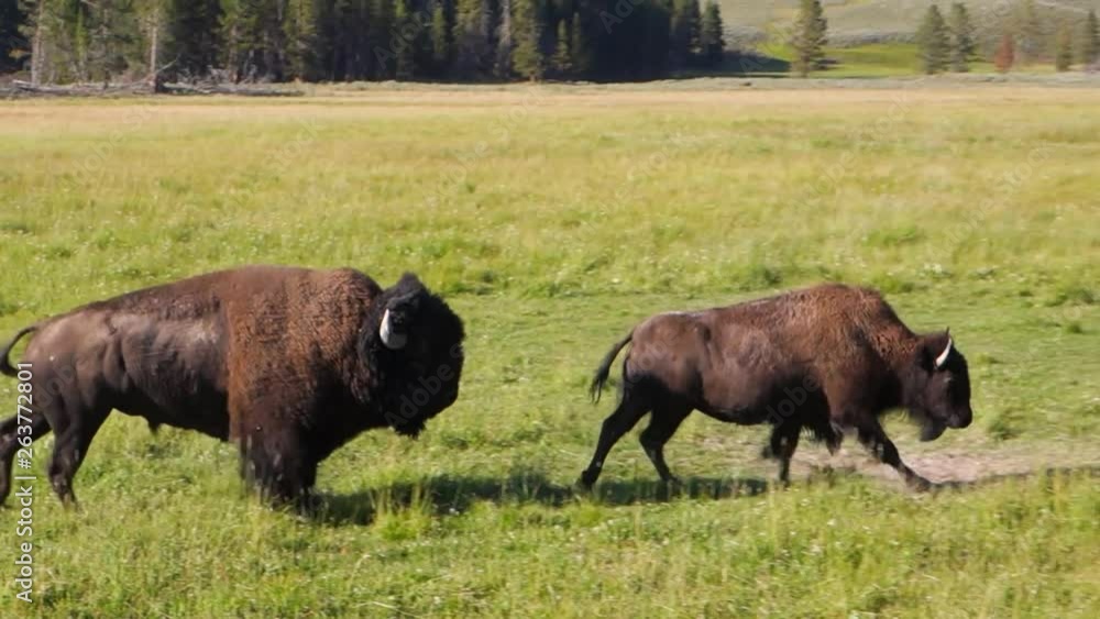 Male and Female Buffalo Gallop Across Field Together in Yellowstone National Park, WY Male and Female Buffalo Gallop Across Field Together in Yellowstone National Park, WY