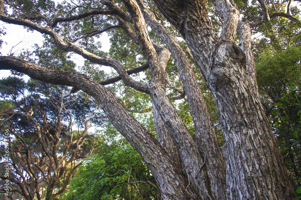 Botanical garden in Wellington, New Zealand