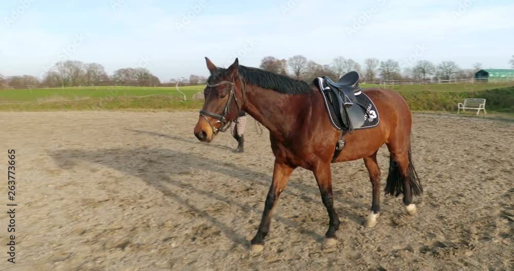 Young woman lunges a horse on a sunny day Young woman lunges a horse on a sunny day