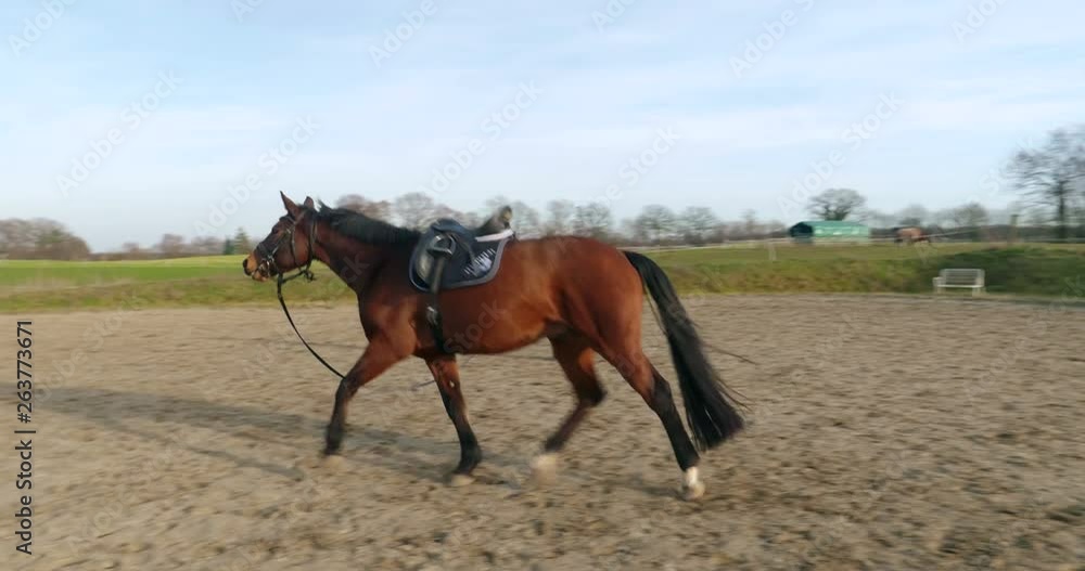 Young woman lunges a horse on a sunny day Young woman lunges a horse on a sunny day