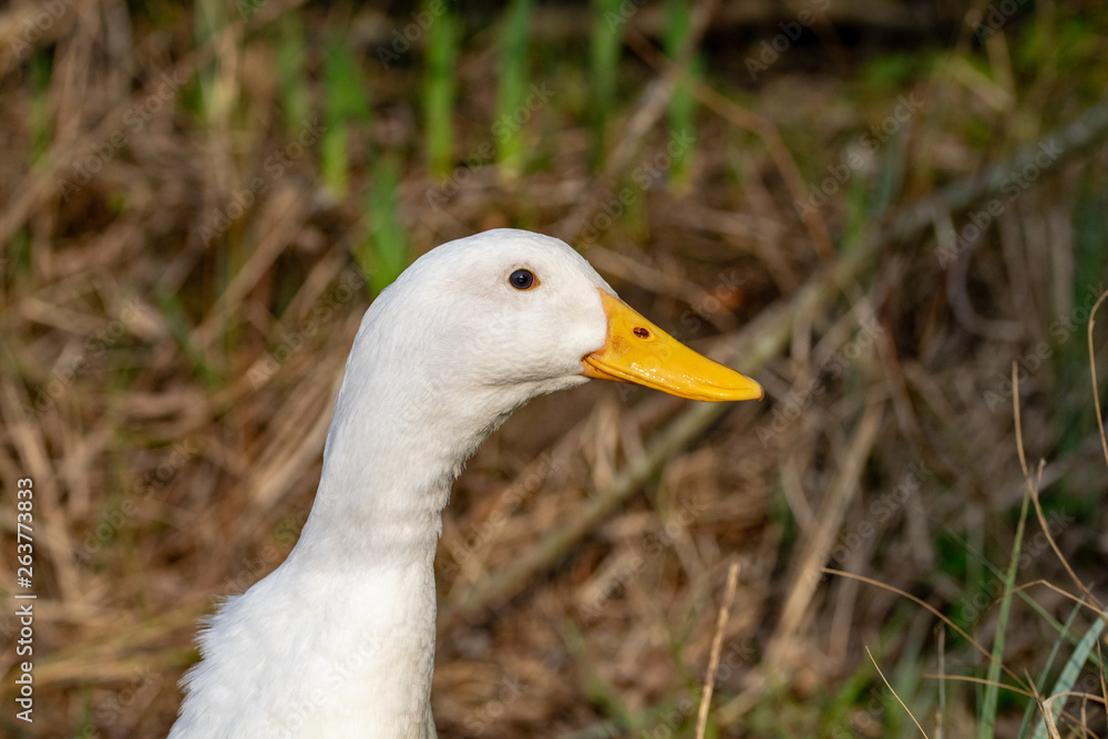 Portrait of a white heavy Pekin Duck Portrait of a white heavy Pekin Duck