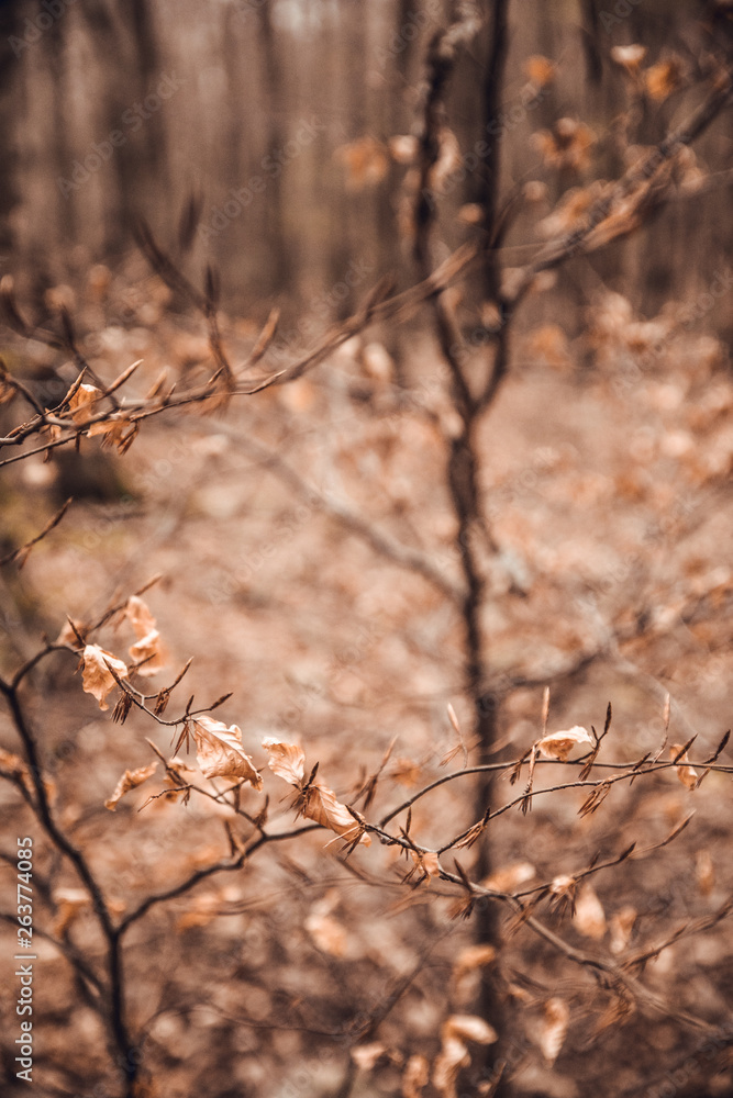 Orange tree leaves in forest at autumn Orange tree leaves in forest at autumn