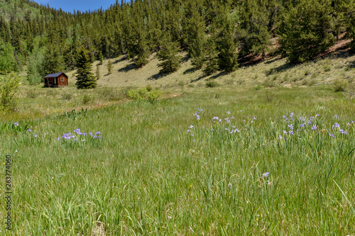 blue flowers on green meadow in Buno Gulch valley (Pike National Forest, Colorado, USA) photo