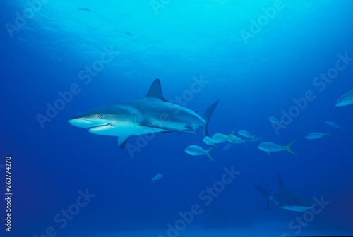 caribbean reef shark © Chris