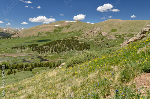 colorful flowers on sunny alpine meadows on the slopes of Mount Bierstadt (Clear Creek County, Colorado, USA) photo