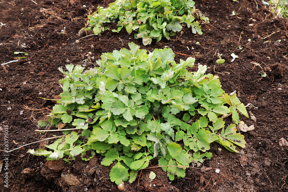Obraz premium Planting a young celandine in the fresh land in the spring. Processing and care of the plant, growing a new crop.