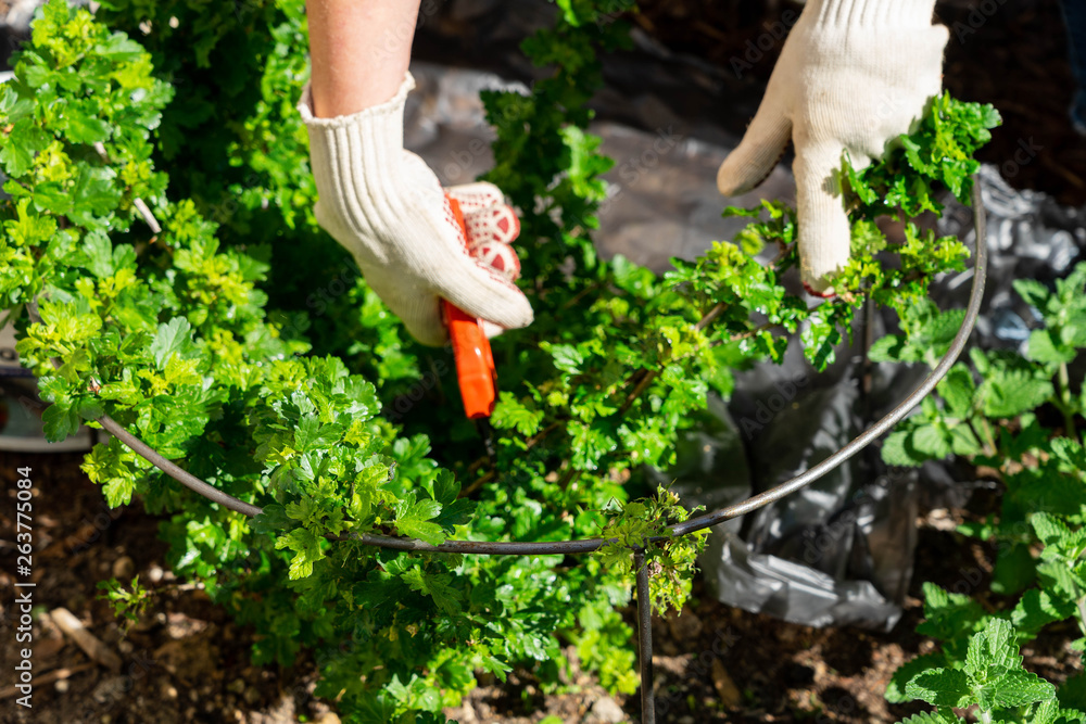 Fototapeta premium woman cuts gooseberry bush with garden shears due to pest infestation with gooseberry sawfly (Nematus ribesii) and aphids (Sternorrhyncha)