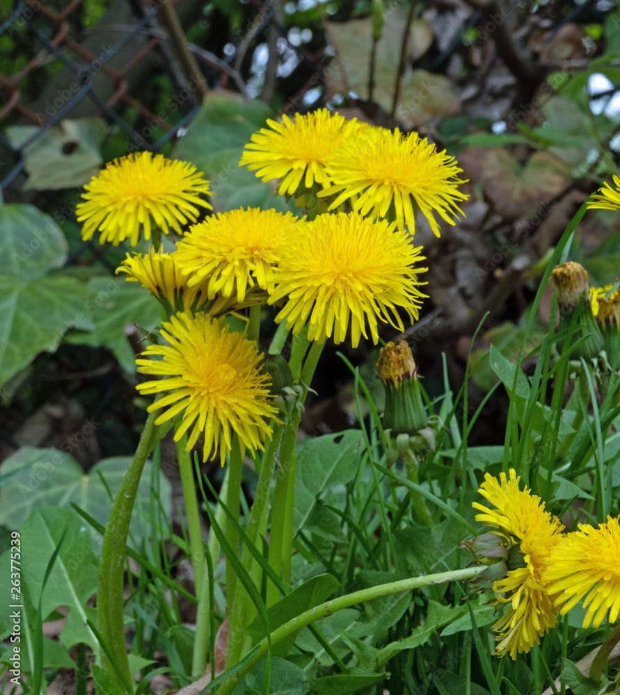Löwenzahnblüten Löwenzahnblüten