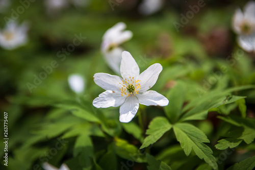 Wild white flowers in a forest in spring