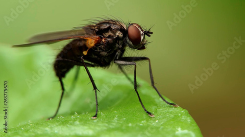 Fly on a green leaf close-up