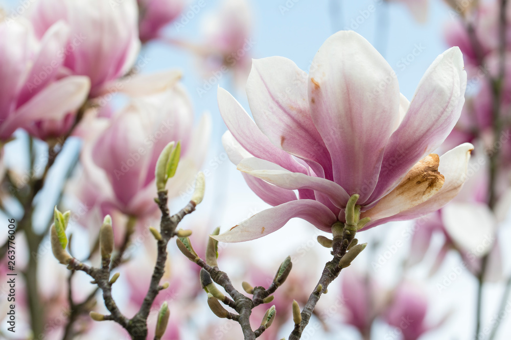 Magnolia - Big pinkish flowers outdoors in nature. Magnolia - Big pinkish flowers outdoors in nature.