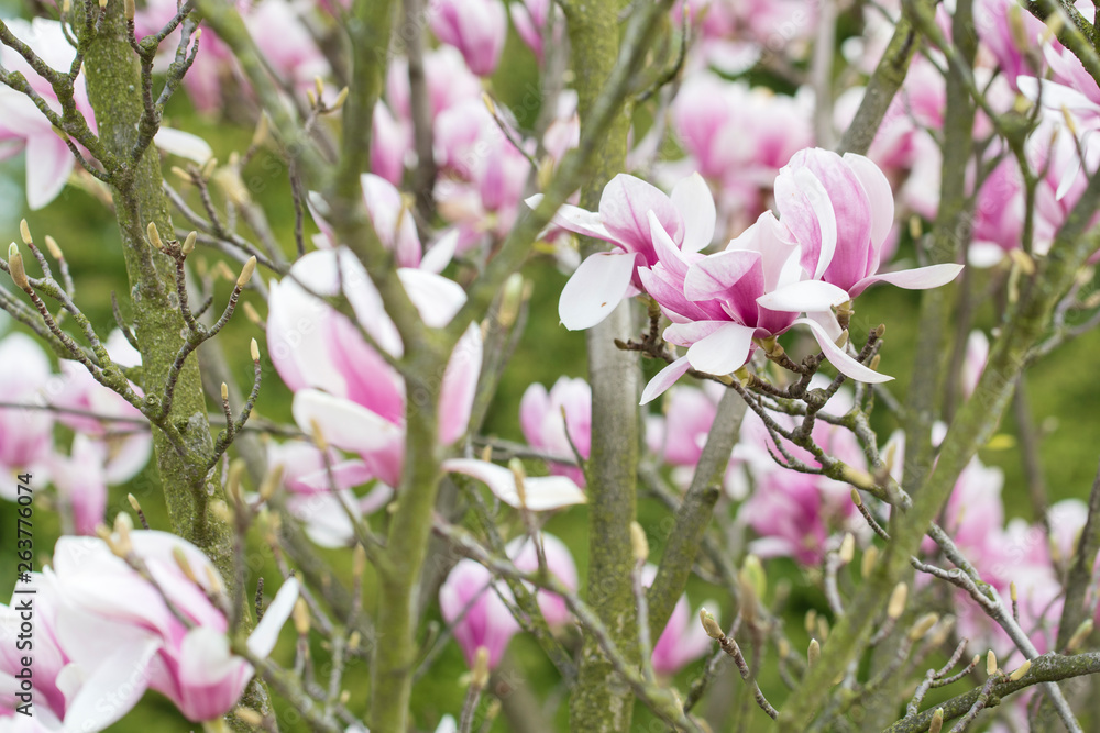 Fototapeta premium Magnolia - Big pinkish flowers outdoors in nature.