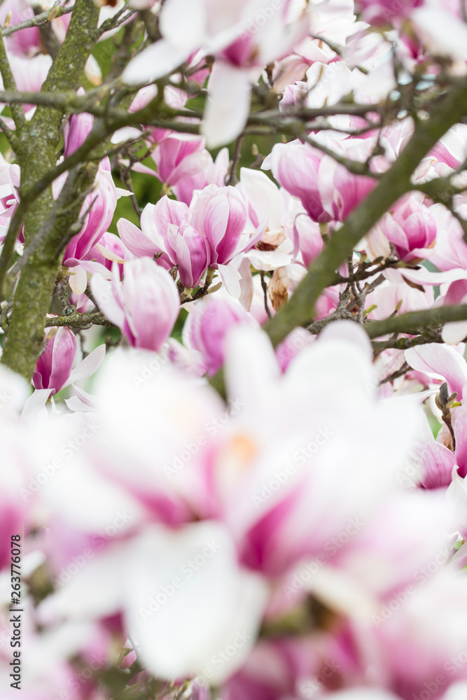 Magnolia - Big pinkish flowers outdoors in nature.