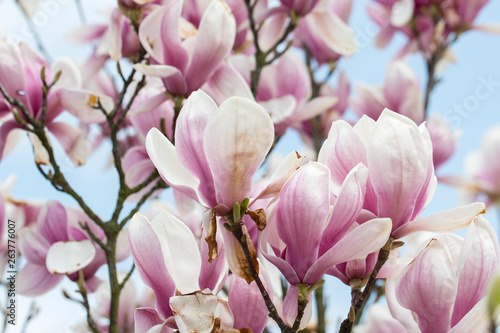 Magnolia - Big pinkish flowers outdoors in nature. © lapis2380