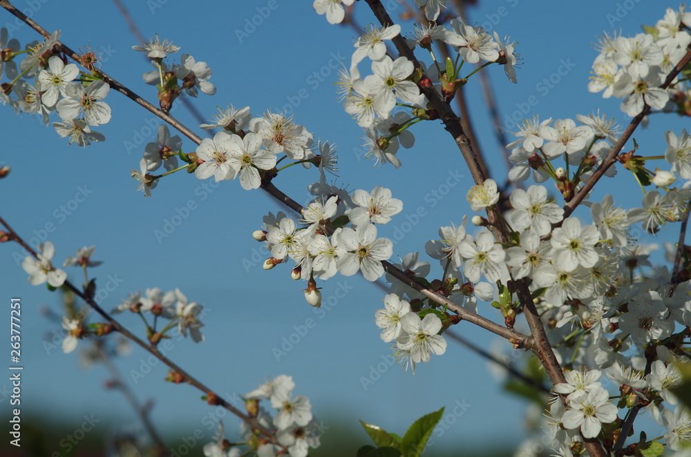 Spring, cherry blossom, close up on blue background. Spring, cherry blossom, close up on blue background.